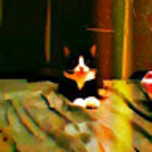 Meet your Posher, Hey bear!